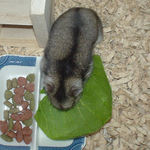 青梗菜を食べるユウキ