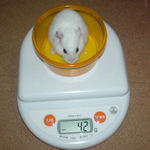 アイは先週から体重変わらず