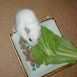 青梗菜を食べるアイ