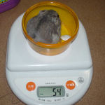 コーキは体重減少