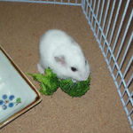 ブロッコリーを食べるアイ