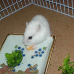 ハム用チーズに食いつくアイ