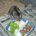 ハム用チーズを食べるユウキ