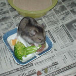 ブロッコリーを食べるユウキ