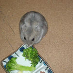 ブロッコリーを食べるコーキ