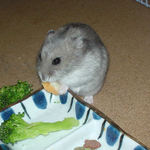 ハム用チーズを食べるコーキ