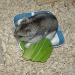 青梗菜を食べるユウキ