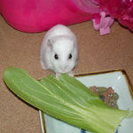 青梗菜に食いつくアイ