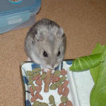 ミートジャーキーを食べるコーキ