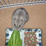 青梗菜に食いつくコーキ