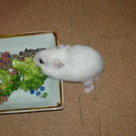 ブロッコリーに食いつくアイ