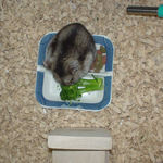 ブロッコリーを食べるユウキ