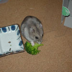 ブロッコリーを食べるコーキ