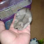 蕎麦の実を、吸い尽くしたところ