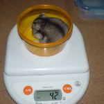 ユウキは体重が増加