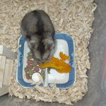 カボチャを食べるユウキ