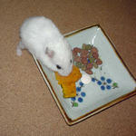 カボチャを食べるアイ