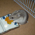 カボチャを食べるコーキ