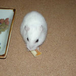 チーズを食べるアイ