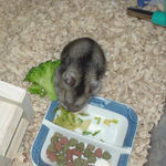 ブロッコリーに食いつくユウキ