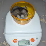 ユウキは体重が増えました