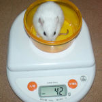 アイは体重変わらず