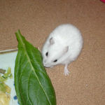 小松菜を食べるアイ