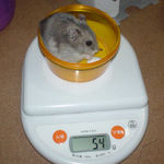 コーキも、体重変わらず