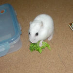 ブロッコリーを食べるアイ