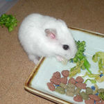 乾燥フルーツを食べるアイ