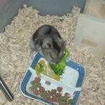 ブロッコリーを食べるユウキ