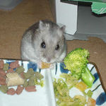 乾燥パパイヤを食べるコーキ