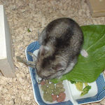 煮干を食べるユウキ