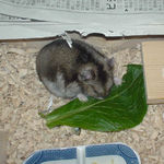 小松菜を食べるユウキ