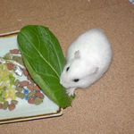 小松菜に食いつくアイ