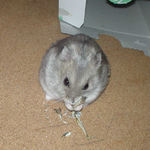 煮干を食べるコーキ