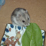 小松菜を食べるコーキ