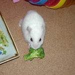 ブロッコリーを食べるアイ