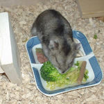 ブロッコリーを食べるユウキ