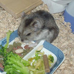 コメコメポップを食べるユウキ