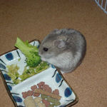 ブロッコリーに食いつくコーキ