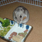 ミートジャーキーを食べるコーキ