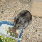 チーズに食いついているユウキ