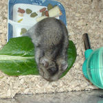 小松菜を食べるユウキ