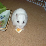 チーズを食べるアイ