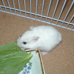 小松菜を食べるアイ