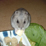 チーズを食べるコーキ