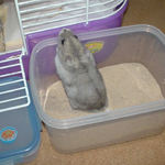 砂場で遊ぶコーキ