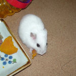 カボチャを食べるアイ