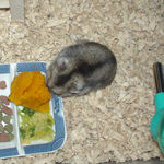 かぼちゃを食べるユウキ